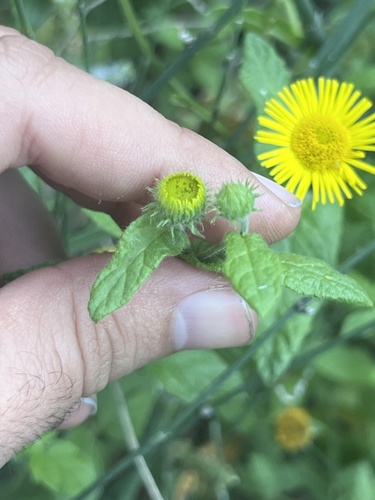 Common Fleabane