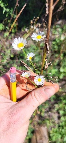 daisy fleabane