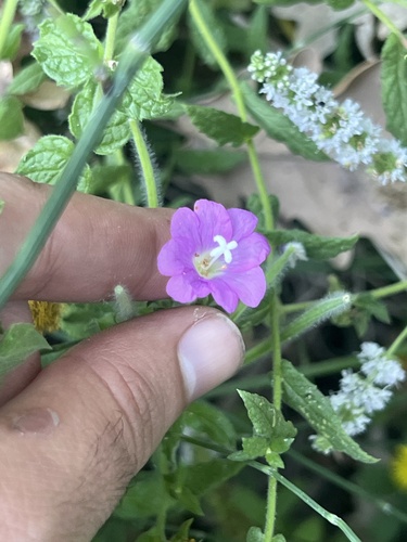 Great Willowherb