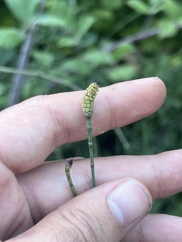 Branched Horsetail