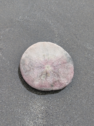 Eccentric Sand Dollar