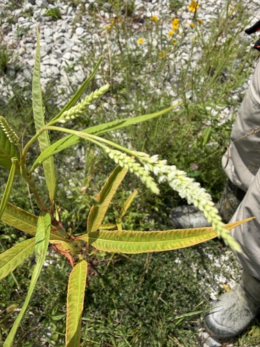 pale smartweed