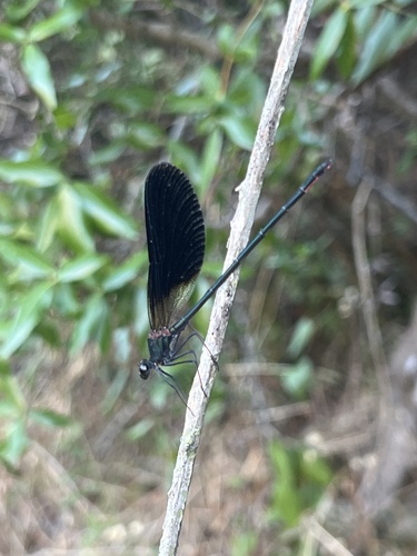Copper Demoiselle