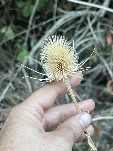 wild teasel