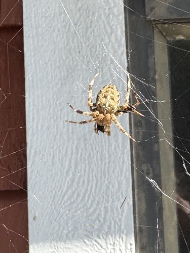Cross Orbweaver