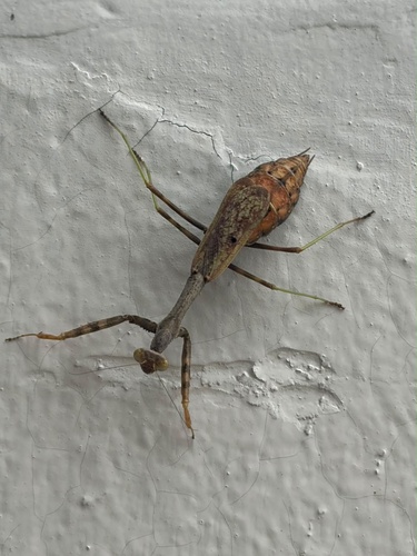 Carolina Mantis