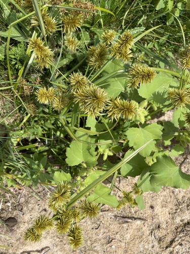 straw-colored flatsedge