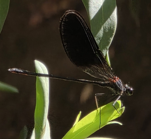 Copper Demoiselle