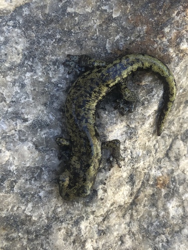 iNaturalist observation photo of Mount Lyell Salamander
