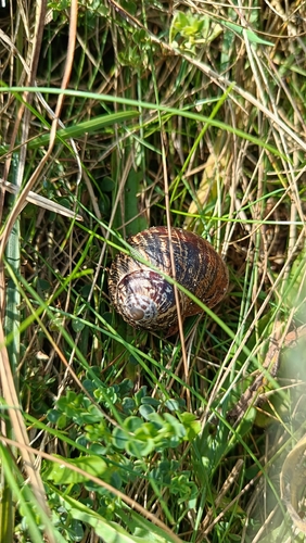 Garden Snail