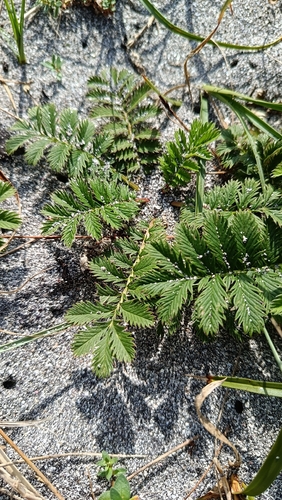 common silverweed