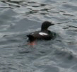 Pigeon Guillemot