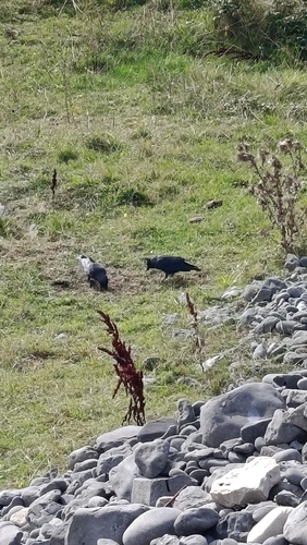Eurasian Jackdaw