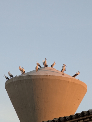 White Stork
