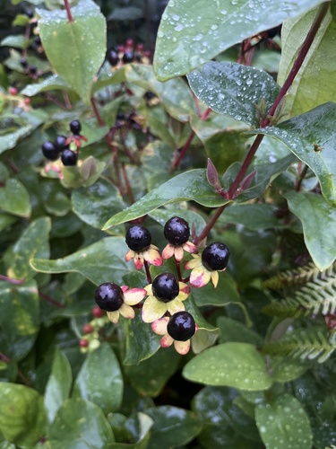 Tutsan