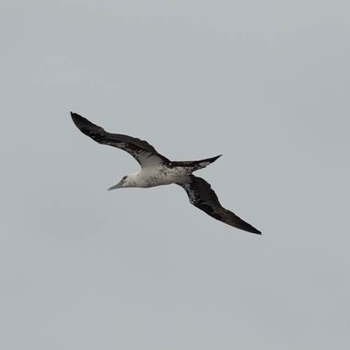 Northern Gannet