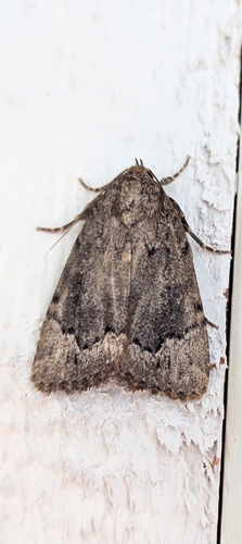 American Copper Underwing