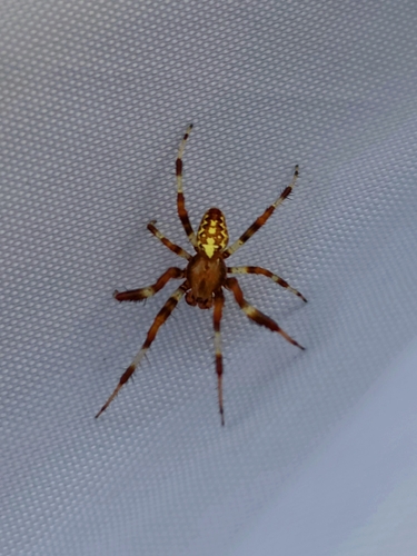 Marbled Orbweaver