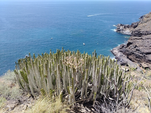 Canary Island Spurge