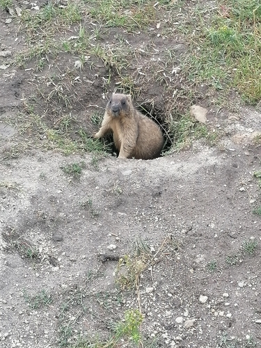 Bobak Marmot
