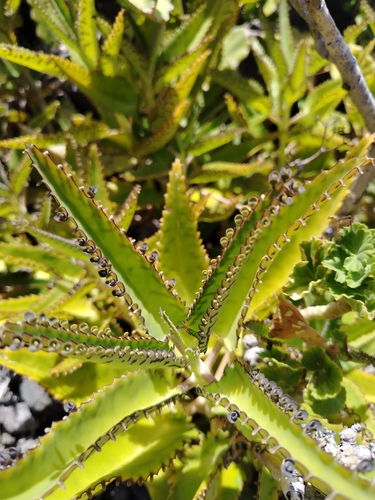 Alligator Plant
