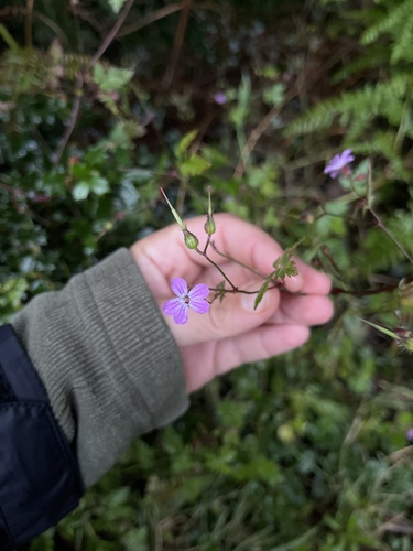 Herb Robert