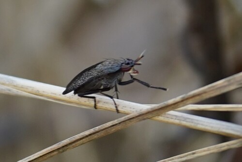 Sieve-winged Snailkiller