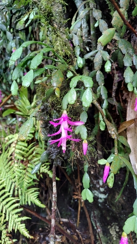 Schlumbergera russelliana