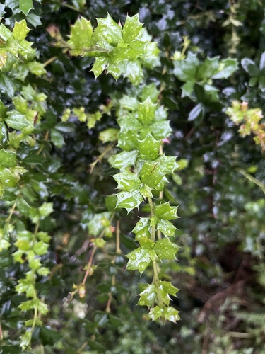 Darwin's Barberry