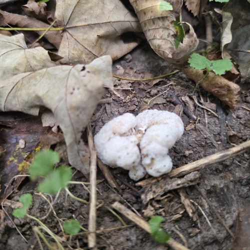 Aborted entoloma