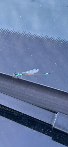Blue-tailed Damselfly