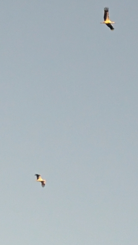 White Stork