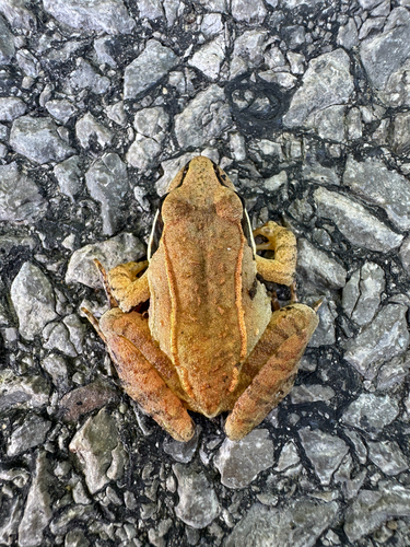 Wood Frog