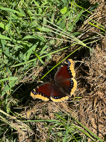 Mourning Cloak