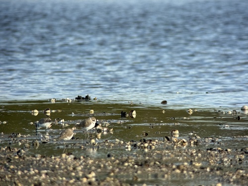 Kentish Plover
