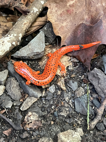 Red Salamander