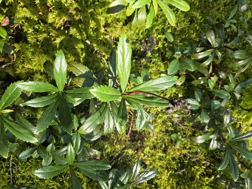 pipsissewa