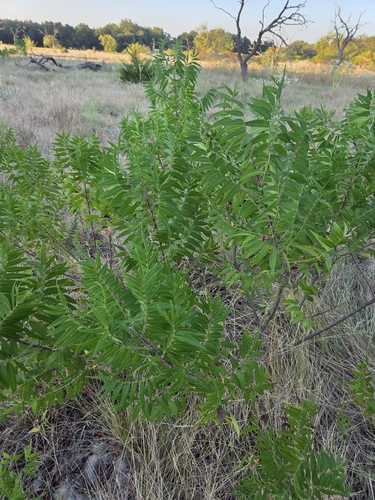 Prairie flameleaf sumac