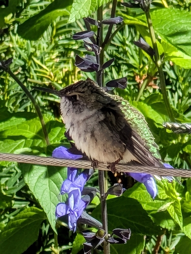 Ruby-throated Hummingbird