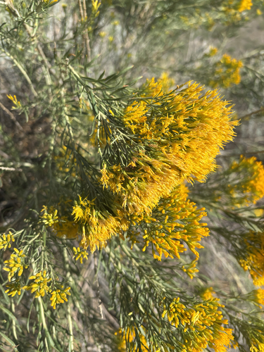 Rubber Rabbitbrush