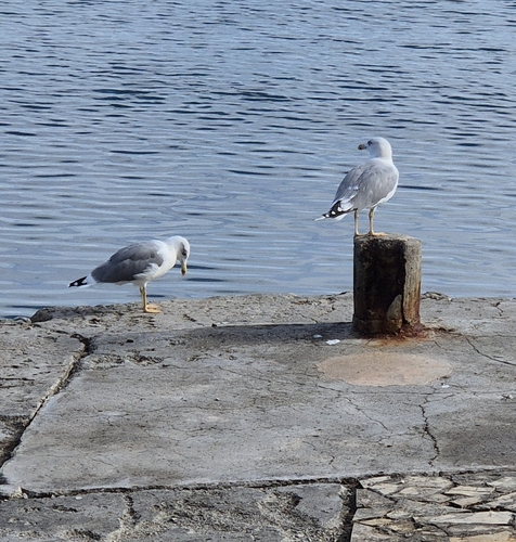 Yellow-legged Gull