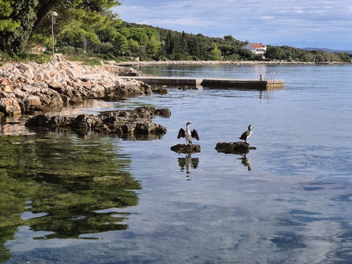 Mediterranean Shag