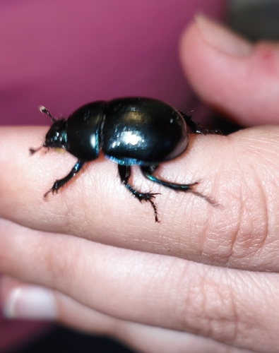 Woodland Dor Beetle