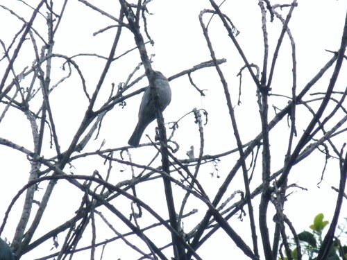Sayaca Tanager