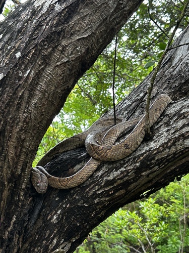 Western Lyre Snake (Trimorphodon biscutatus)