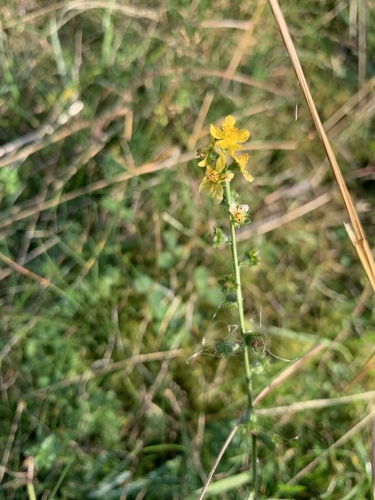 common agrimony