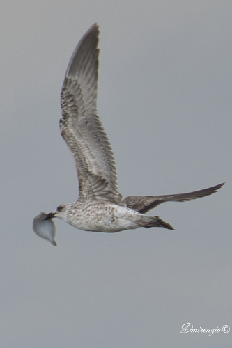 Yellow-legged Gull