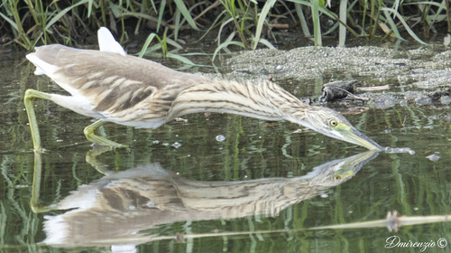 Squacco Heron