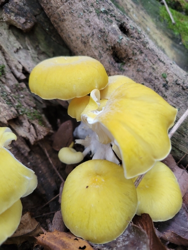 Golden Oyster Mushroom