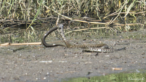 Barred Grass Snake